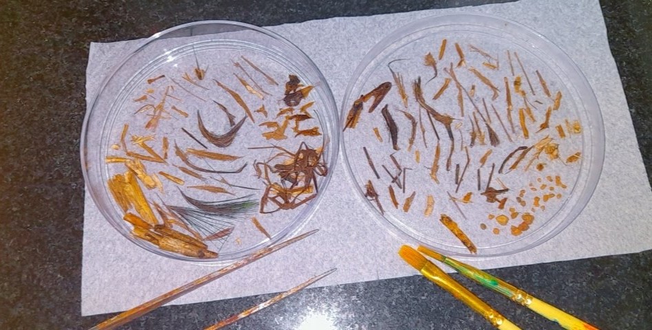 Sciurid Lab