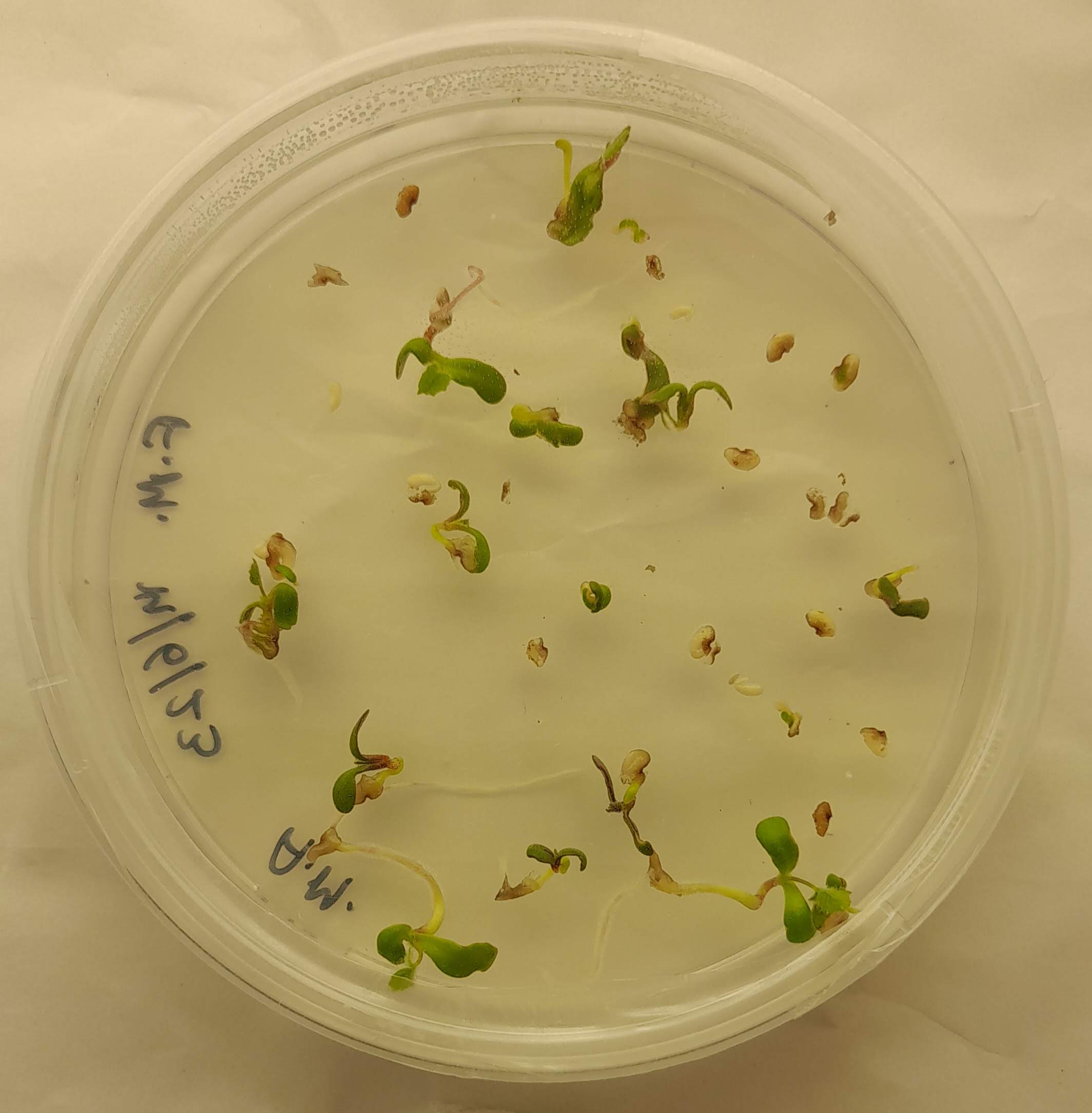 Plant Signaling Lab