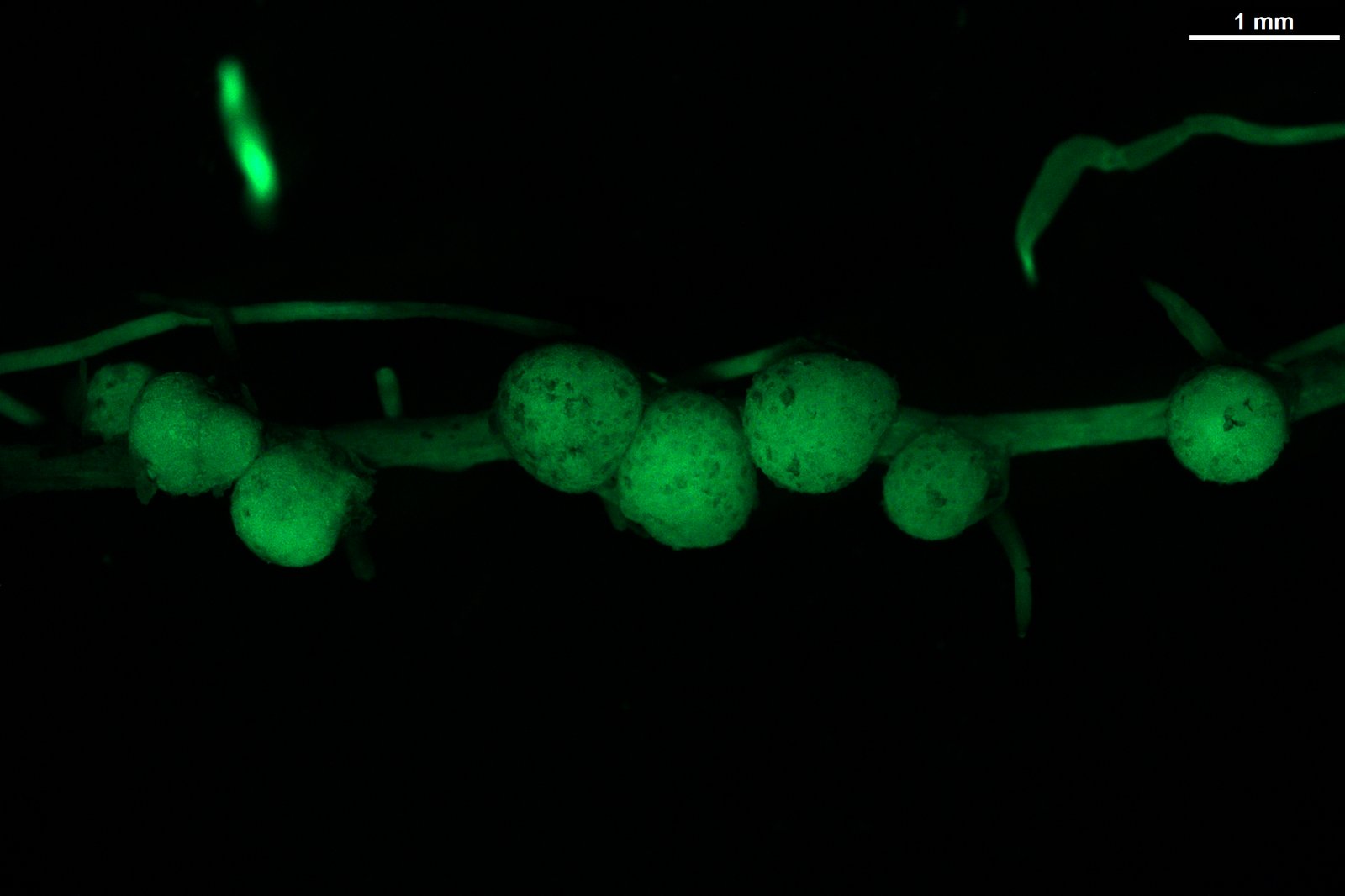 Plant Signaling Lab
